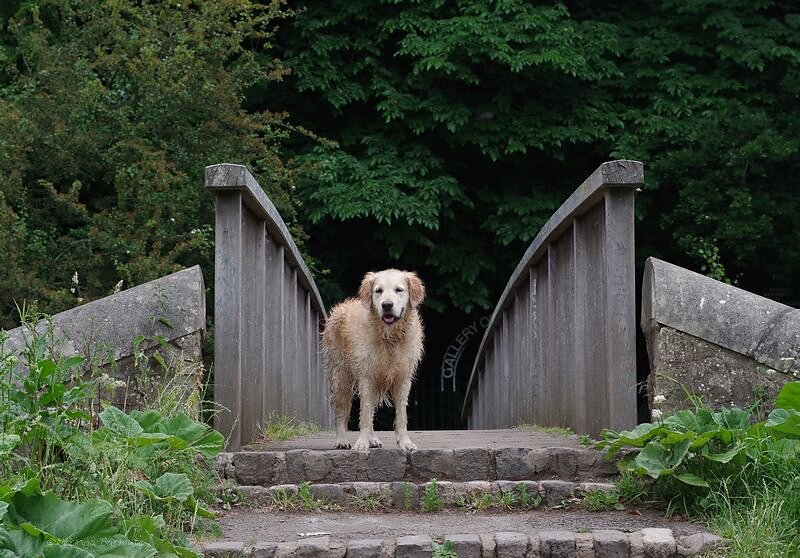 Posing dog