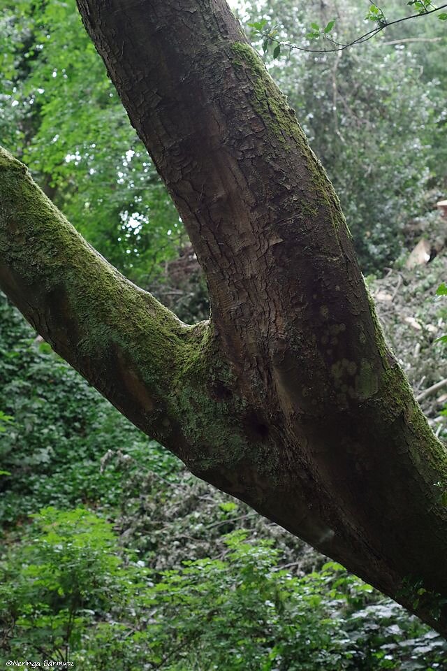 Tree trunk