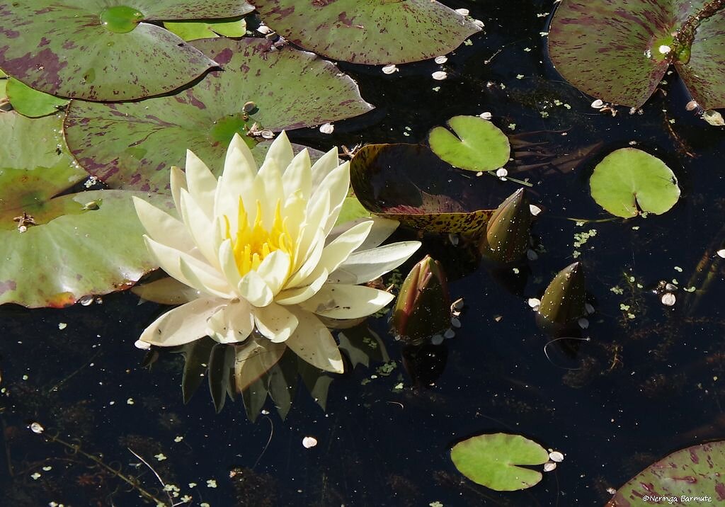 Royal Botanic Garden Edinburgh