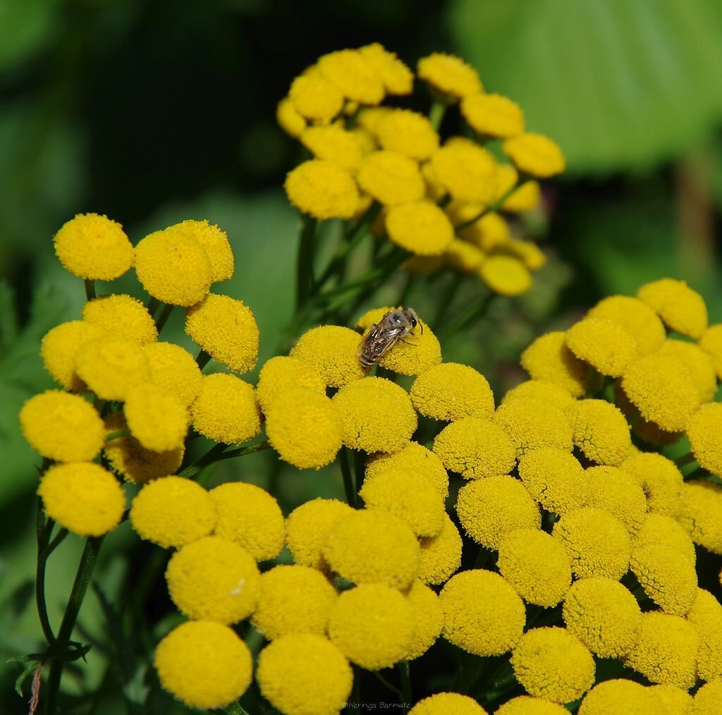 Royal Botanic Garden Edinburgh